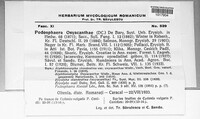 Podosphaera clandestina image